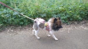 成田空港近郊のペットホテルセカンドファミリー／朝のお時間　2020年10月7日