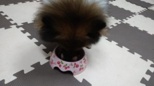 成田空港近郊のペットホテルセカンドファミリー／夜のお時間　2020年10月7日