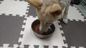 富里市のペットホテルセカンドファミリー／夜のお時間　2020年10月8日