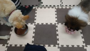 成田市近郊のペットホテルセカンドファミリー／朝のお時間　2020年10月9日