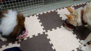 成田市近郊のペットホテルセカンドファミリー／夜のお時間　2020年10月9日