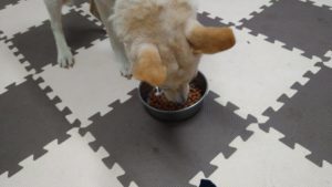 印西市近郊のペットホテルセカンドファミリー／朝のお時間　2020年10月10日