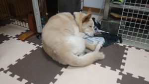 印西市近郊のペットホテルセカンドファミリー／午後のお時間　2020年10月10日