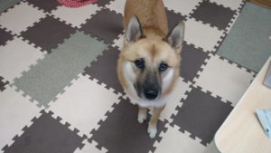 酒々井近郊のペットホテルセカンドファミリー／朝のお時間　2020年10月11日