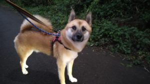 酒々井近郊のペットホテルセカンドファミリー／夜のお時間　2020年10月11日