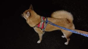 24時間ドッグトレーナー常駐のペットホテルセカンドファミリー／夜のお時間　2020年10月12日