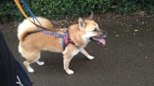 フリースペースのペットホテルセカンドファミリー／朝のお時間　2020年10月13日