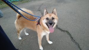 フリースペースのペットホテルセカンドファミリー／夜のお時間　2020年10月13日