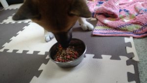 成田空港近郊のペットホテルセカンドファミリー／朝のお時間　2020年10月14日