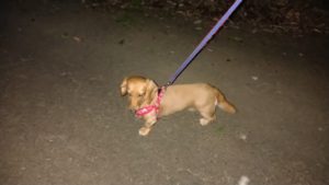 成田空港近郊のペットホテルセカンドファミリー／夜のお時間　2020年10月14日