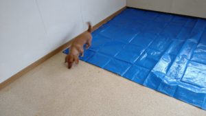 ちょっとだけよ(笑)　2020/10/15