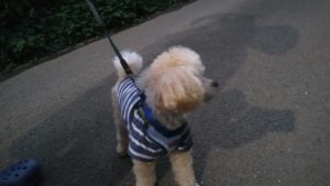 成田市近郊のペットホテルセカンドファミリー／夜のお時間　2020年10月16日