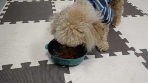 印西市近郊のペットホテルセカンドファミリー／朝のお時間　2020年10月17日