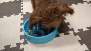 印西市近郊のペットホテルセカンドファミリー／夜のお時間　2020年10月17日