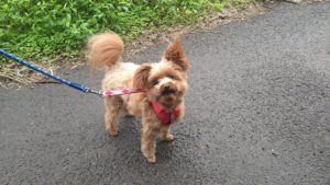 酒々井近郊のペットホテルセカンドファミリー／朝のお時間　2020年10月18日