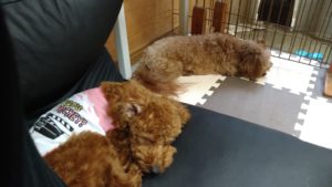 酒々井近郊のペットホテルセカンドファミリー／午後のお時間　2020年10月18日