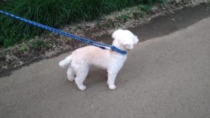 酒々井近郊のペットホテルセカンドファミリー／夜のお時間　2020年10月18日