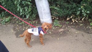 24時間ドッグトレーナー常駐のペットホテルセカンドファミリー／朝のお時間　2020年10月19日