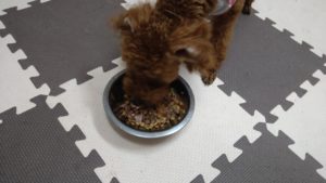 24時間ドッグトレーナー常駐のペットホテルセカンドファミリー／夜のお時間　2020年10月19日