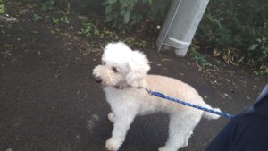 フリースペースのペットホテルセカンドファミリー／朝のお時間　2020年10月20日