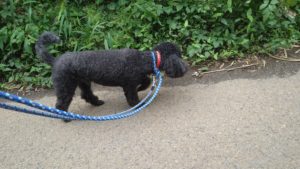 富里市のペットホテルセカンドファミリー／夜のお時間　2020年10月22日