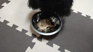 成田市近郊のペットホテルセカンドファミリー／朝のお時間　2020年10月23日