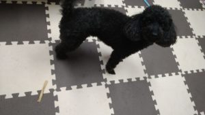 器用に　2020/10/23