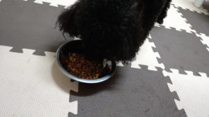 成田市近郊のペットホテルセカンドファミリー／夜のお時間　2020年10月23日