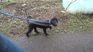 印西市近郊のペットホテルセカンドファミリー／朝のお時間　2020年10月24日