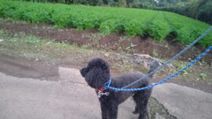 印西市近郊のペットホテルセカンドファミリー／夜のお時間　2020年10月24日