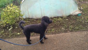 酒々井近郊のペットホテルセカンドファミリー／朝のお時間　2020年10月25日