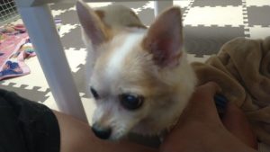 酒々井近郊のペットホテルセカンドファミリー／午後のお時間　2020年10月25日