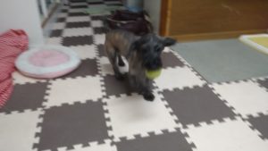 印西市近郊のペットホテルセカンドファミリー／朝のお時間　2020年10月31日