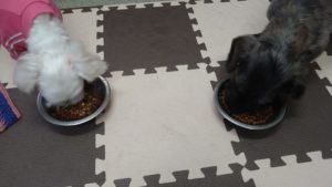 印西市近郊のペットホテルセカンドファミリー／午後のお時間　2020年10月31日