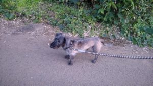 印西市近郊のペットホテルセカンドファミリー／夜のお時間　2020年10月31日