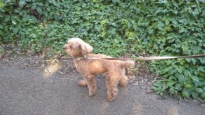 酒々井近郊のペットホテルセカンドファミリー／朝のお時間　2020年11月1日