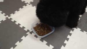 昼のお時間　2020/11/1