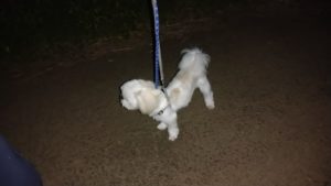 酒々井近郊のペットホテルセカンドファミリー／夜のお時間　2020年11月1日