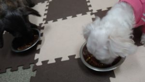 24時間ドッグトレーナー常駐のペットホテルセカンドファミリー／朝のお時間　2020年11月2日