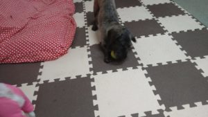 昼のお時間　2020/11/2