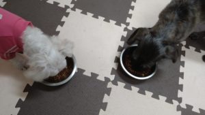 24時間ドッグトレーナー常駐のペットホテルセカンドファミリー／夜のお時間　2020年11月2日