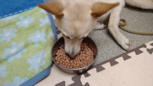 富里市のペットホテルセカンドファミリー／朝のお時間　2020年11月12日