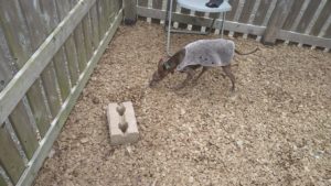 富里市のペットホテルセカンドファミリー／午後のお時間　2020年11月12日