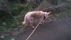 富里市のペットホテルセカンドファミリー／夜のお時間　2020年11月12日