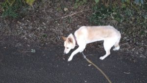 成田市近郊のペットホテルセカンドファミリー／朝のお時間　2020年11月13日