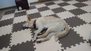 お昼のお時間　2020/11/14