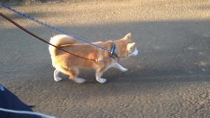 印西市近郊のペットホテルセカンドファミリー／夜のお時間　2020年11月14日