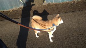 酒々井近郊のペットホテルセカンドファミリー／朝のお時間　2020年11月15日