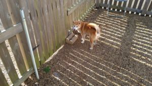 昼のお時間　2020/11/15