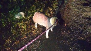 酒々井近郊のペットホテルセカンドファミリー／夜のお時間　2020年11月15日